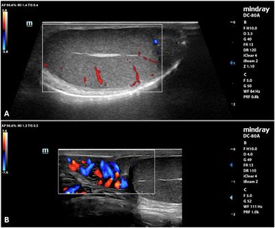 Assessment of testicular stiffness in fertile dogs with shear wave elastography techniques: a pilot study